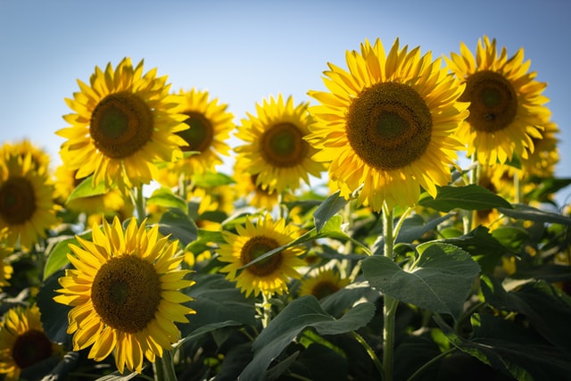 Picture of sunflower field